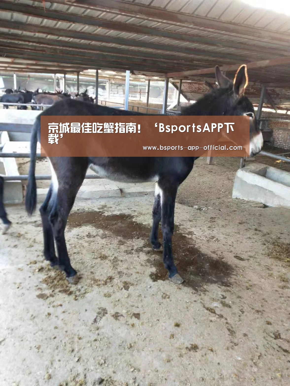 BsportsAPP下载